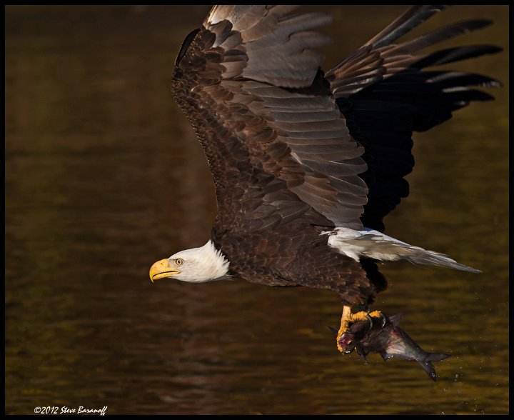 _2SB8919 bald eagle with fish.jpg